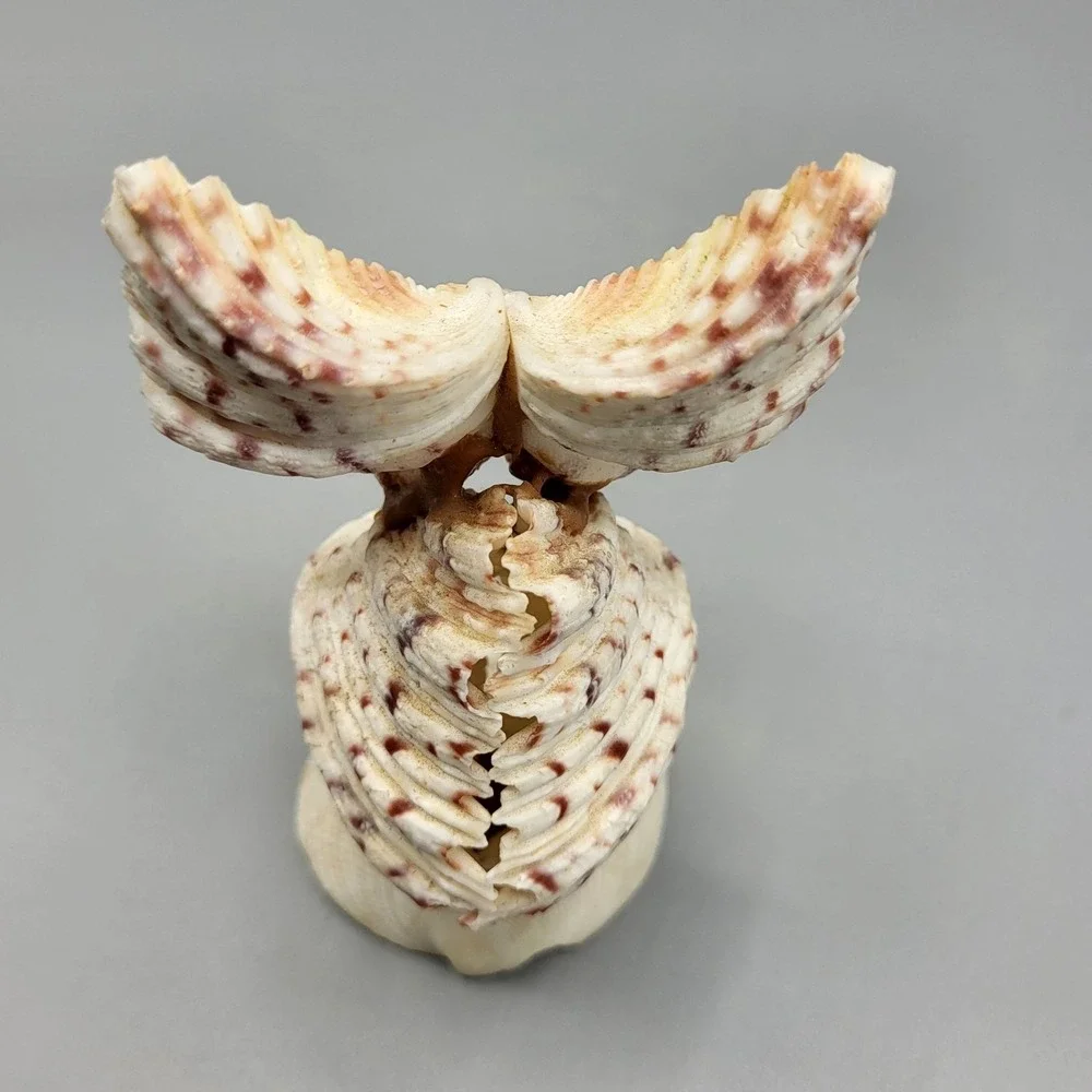 Vintage Googly Eyes Handcrafted Seashell Owl Beach decor Boho Folk Art 4